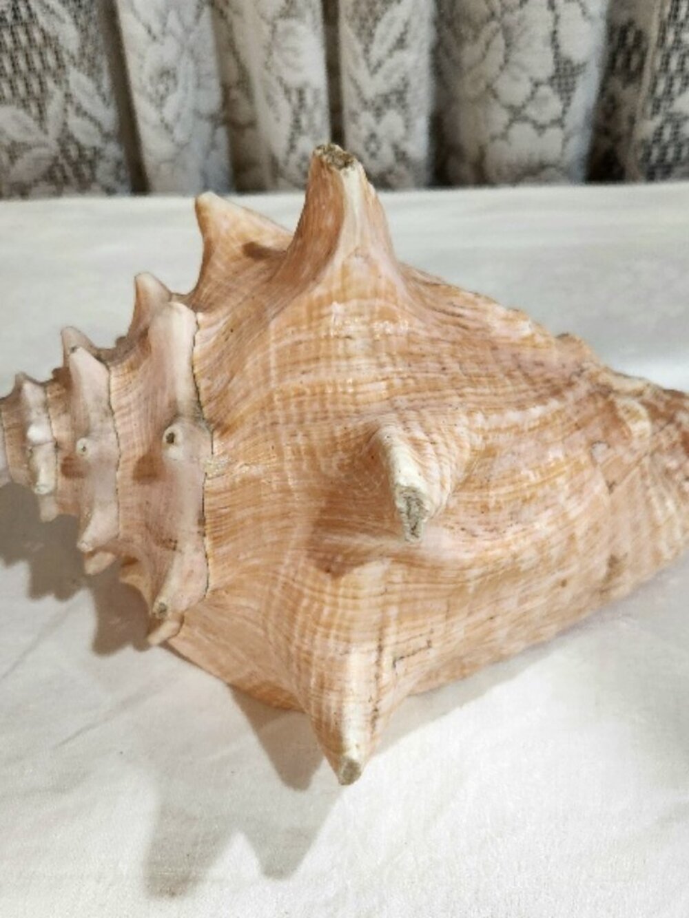 Large Pink Natural 8.5" Conch Sea Shell